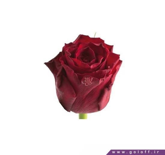 گل رز - گل رز هلندی رد پاریس - Rose | گل آف